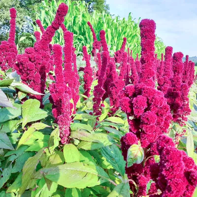 Leafy Amaranth - Elephant head