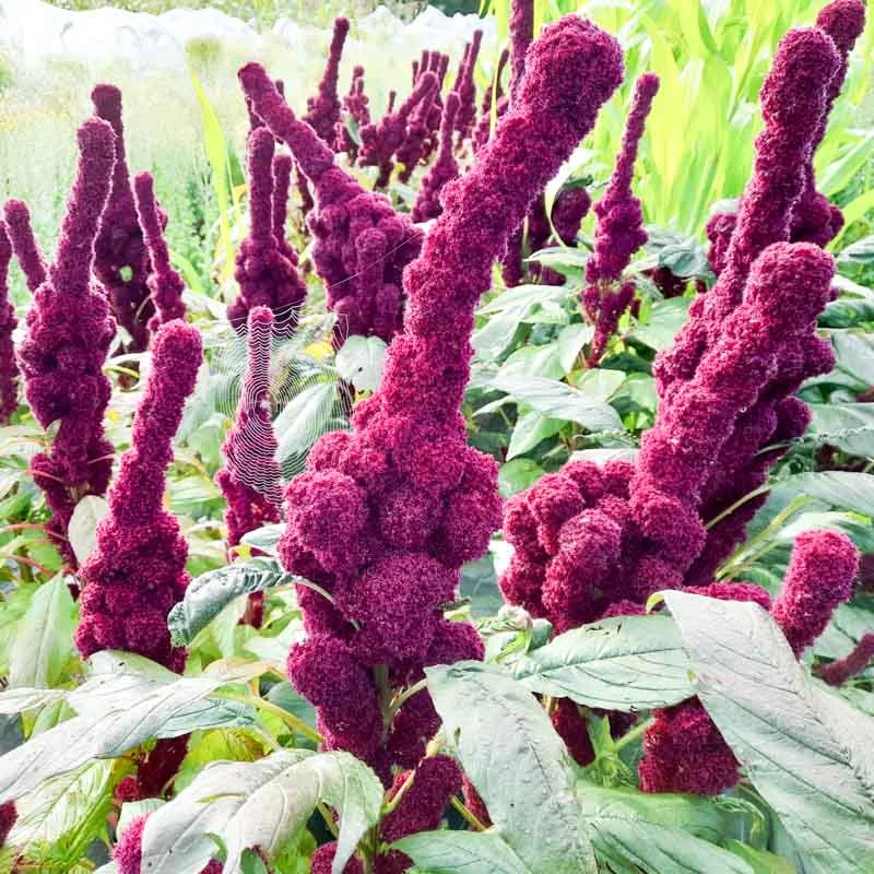 Leafy Amaranth - Elephant head