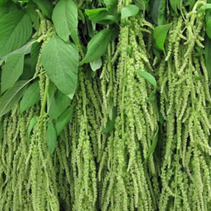 Amaranth - Green Foxtail