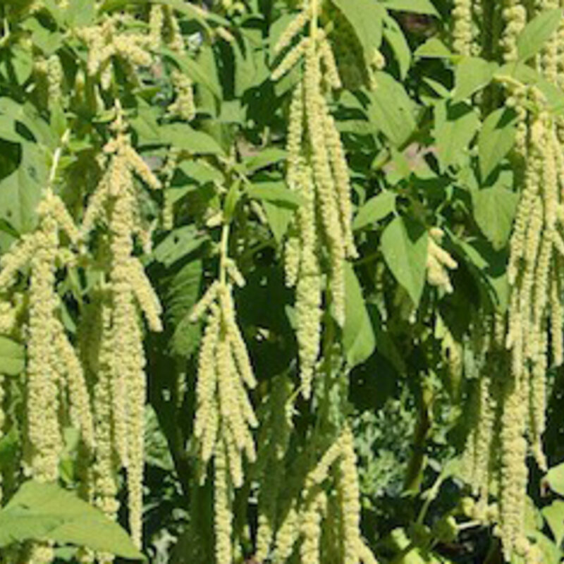 Amaranth - Green Foxtail