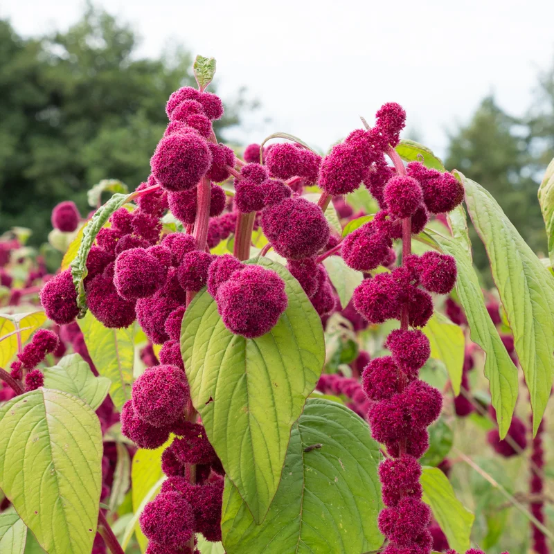 Leafy Amaranth - Pony Tails