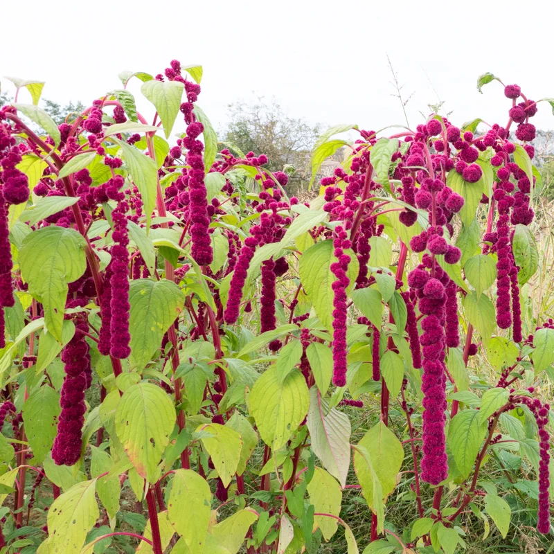 Leafy Amaranth - Pony Tails