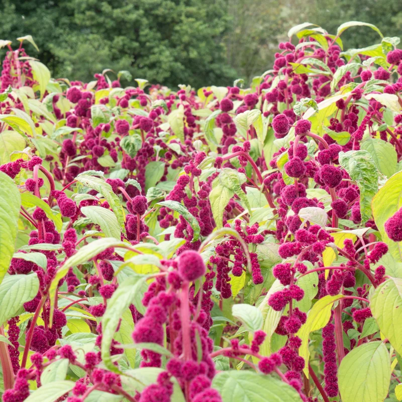 Leafy Amaranth - Pony Tails