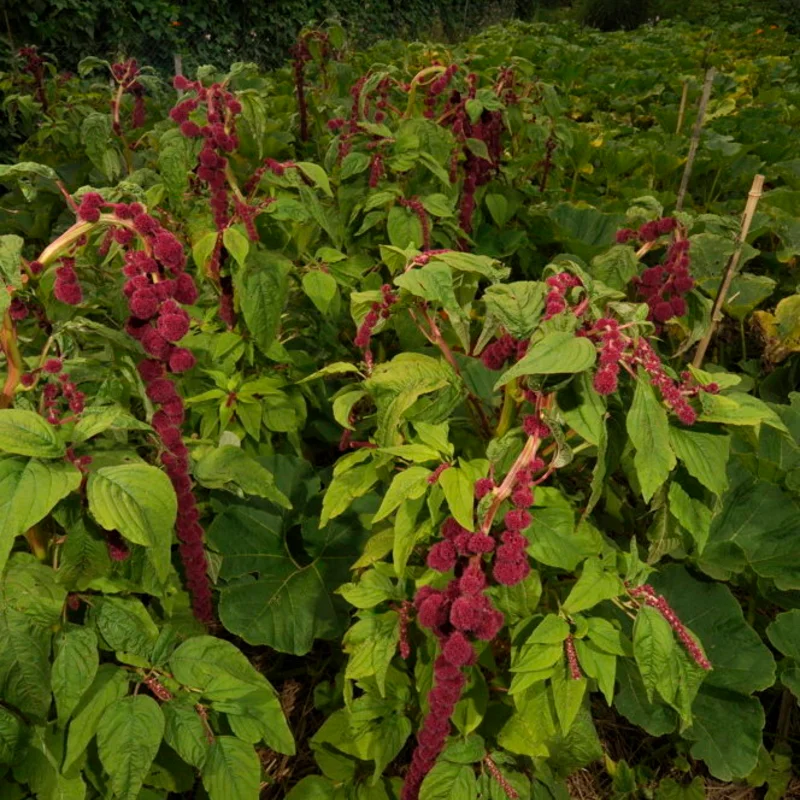 Leafy Amaranth - Pony Tails