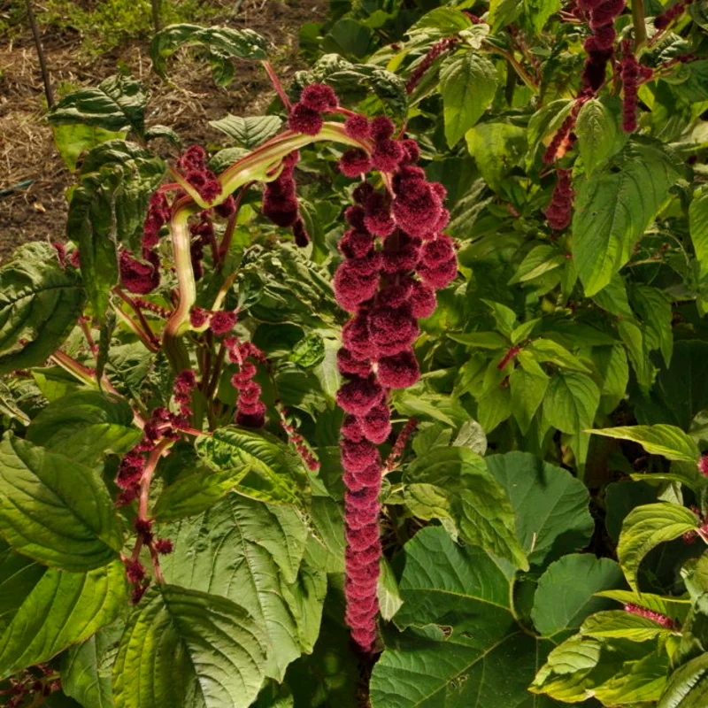 Leafy Amaranth - Pony Tails