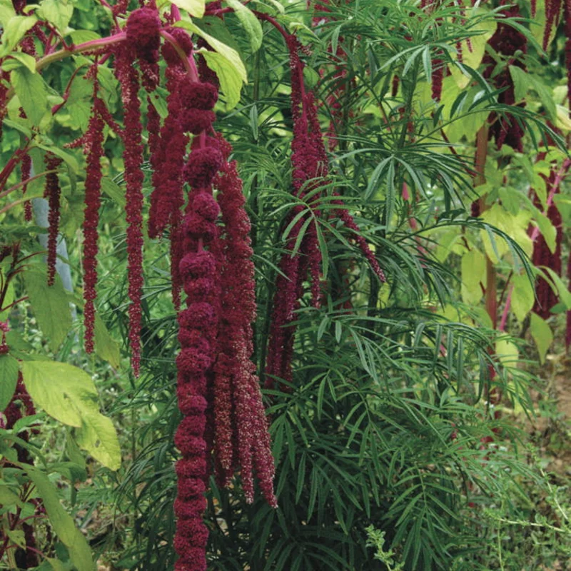 Leafy Amaranth - Pony Tails