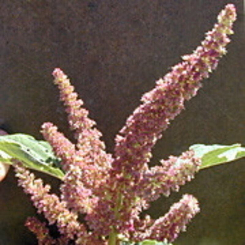 Grain amaranth - Marbled