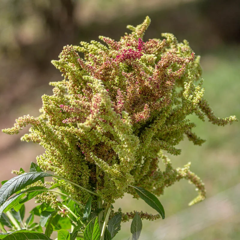Grain amaranth - Marbled