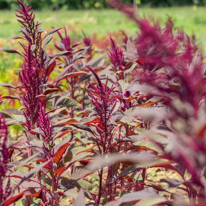 Grain amaranth - Four Star Explorer Mix
