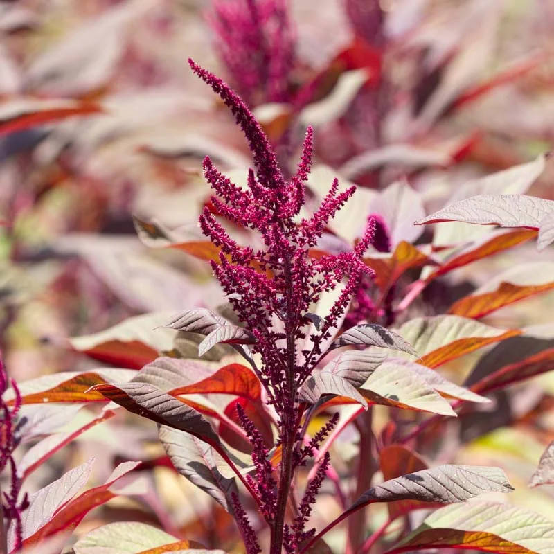 Grain amaranth - Four Star Explorer Mix