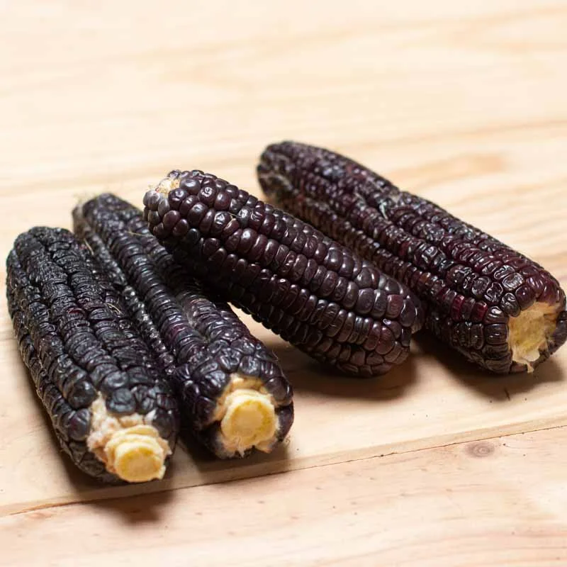 Corn - Black Aztec