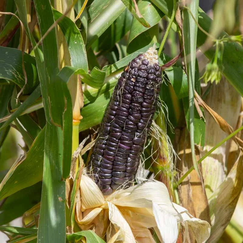 Corn - Black Aztec