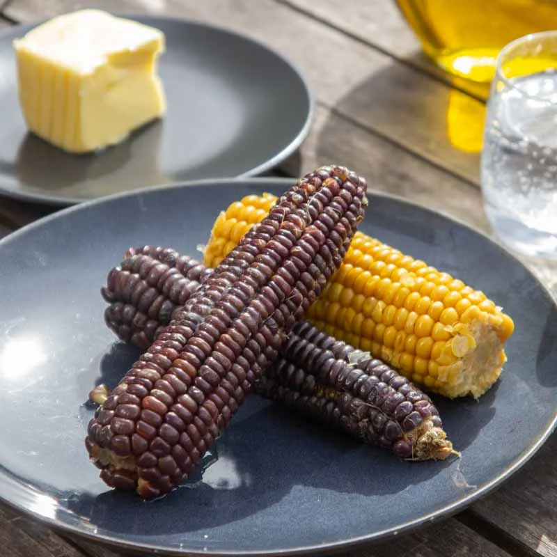 Corn - Black Aztec