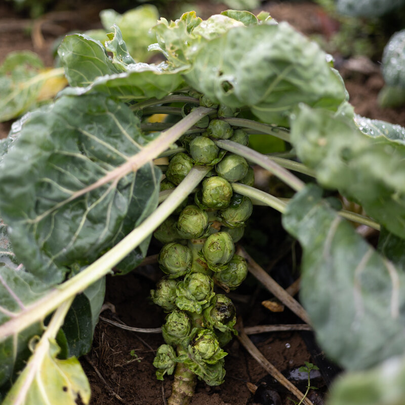 Brussels sprouts - Early Half Tall