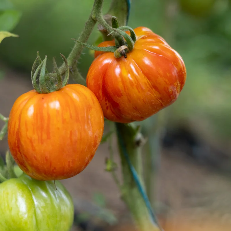 Tomatoes - New Shirmer Stook