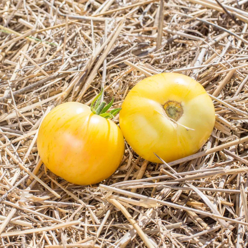 Tomatoes - Blonde Boar