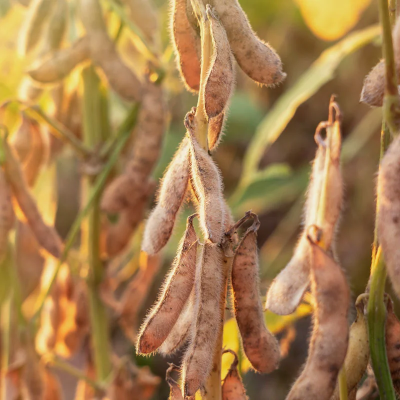 Sojas - Brun Hâtif Rouest