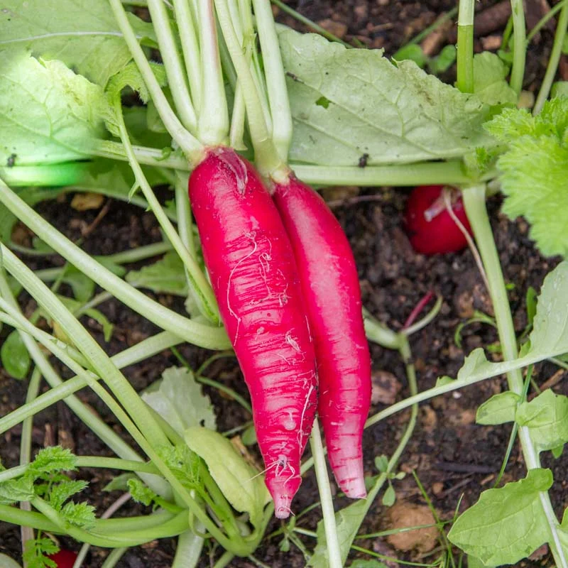 Radish - Easter Rose