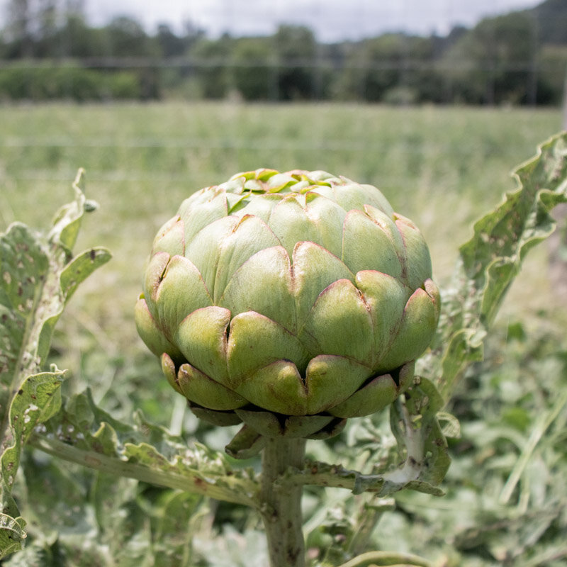 Artichokes - Imperial Star