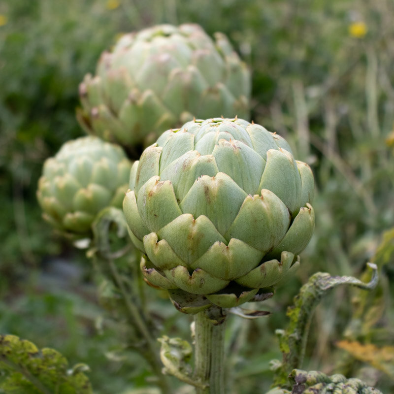 Artichokes - Imperial Star