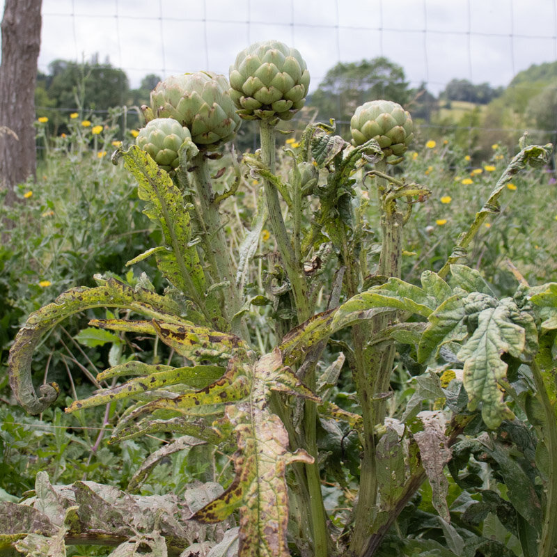 Artichokes - Imperial Star