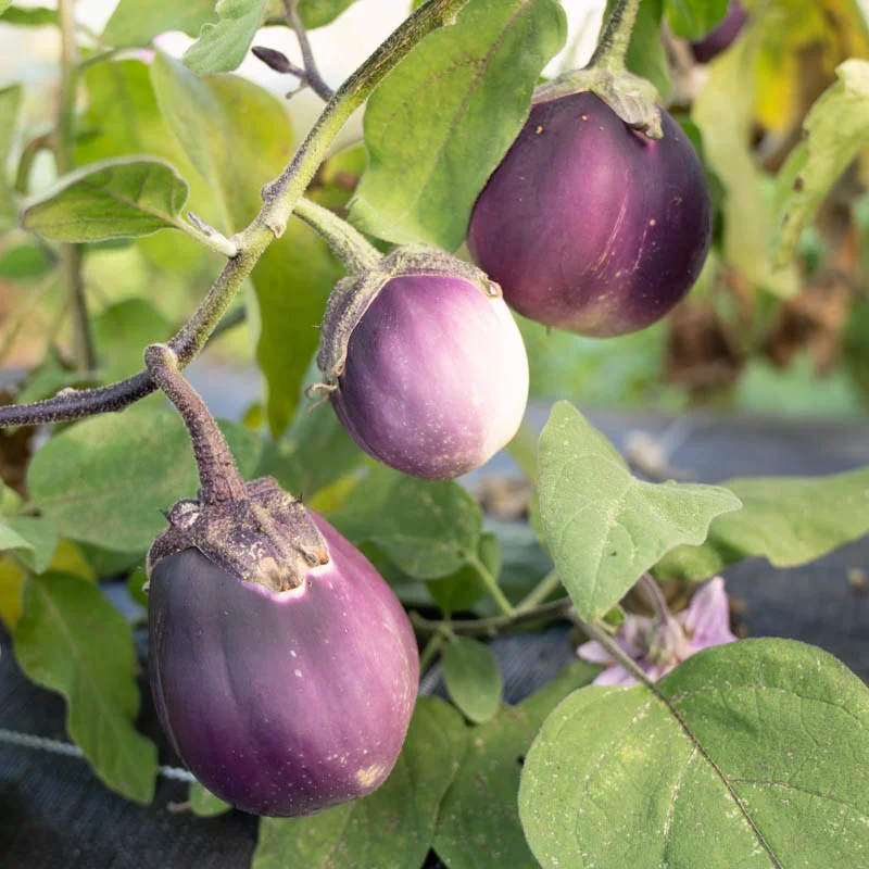 Eggplants - Dewako One Bite