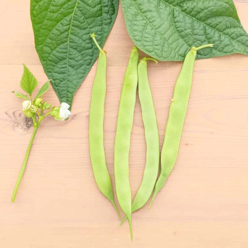 Common Bean - Cannellini