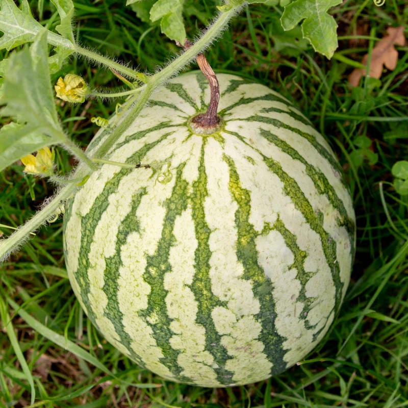 Watermelons - Di Bagnacavallo
