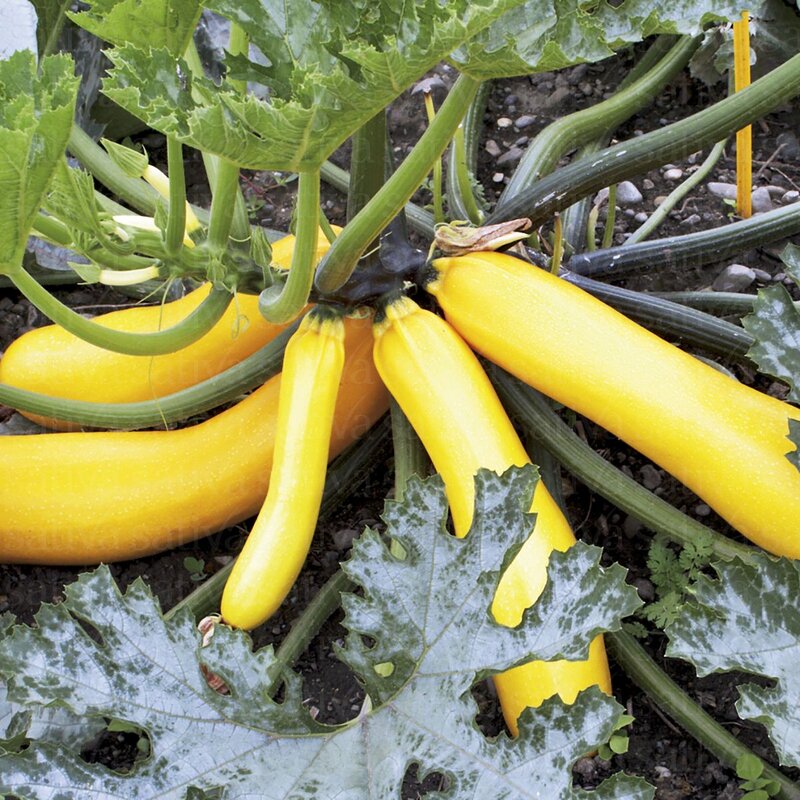 Zucchinis - Sativa selection