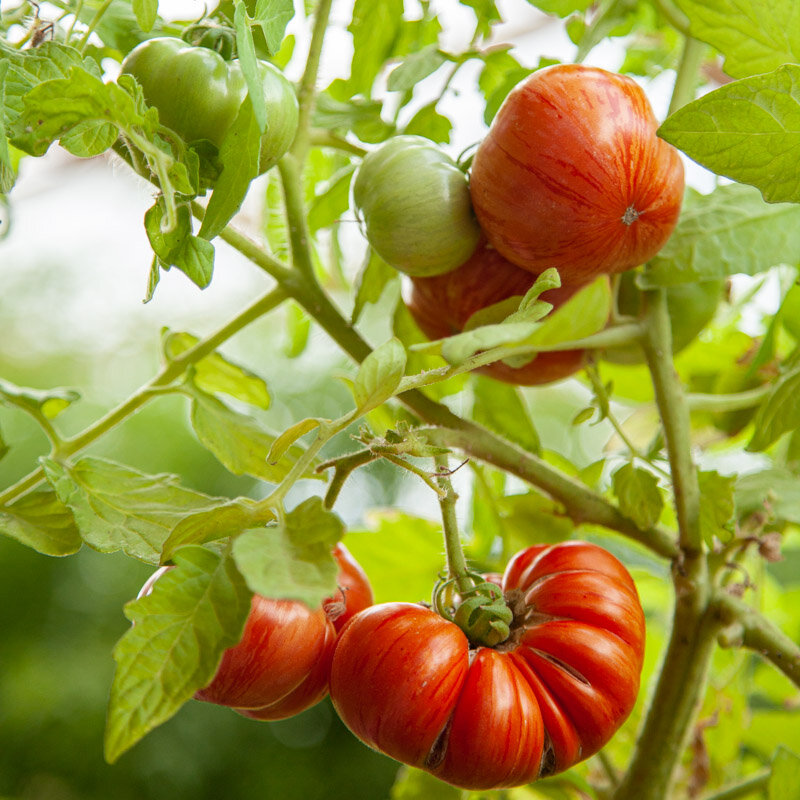 Tomatoes - Dwarf Cherokee Tiger Large Red