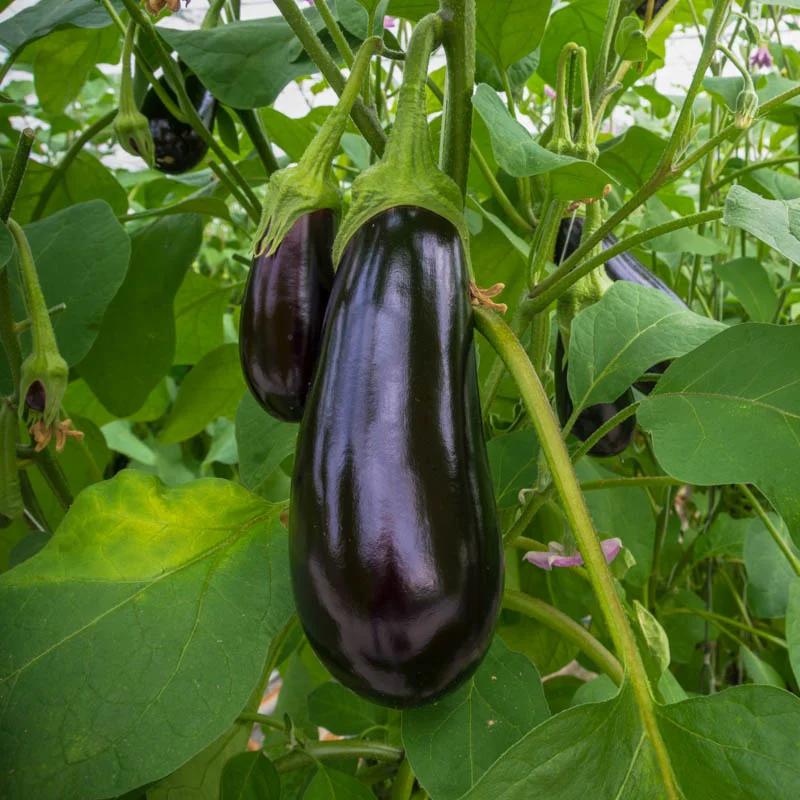Aubergines - Meronda