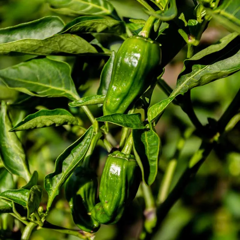 Peppers - Padron