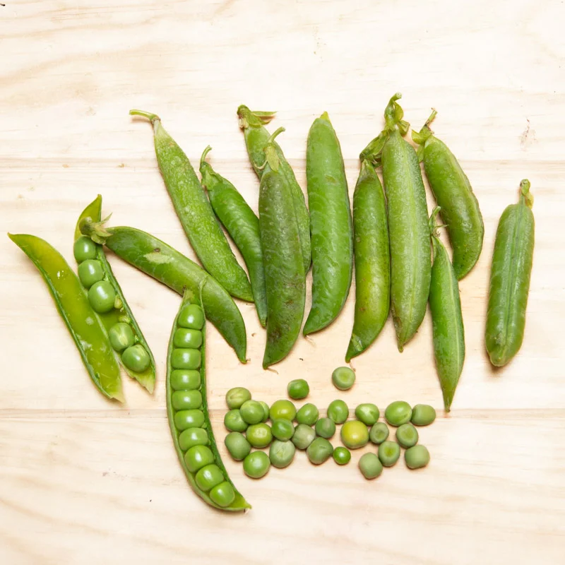 Peas - Gloriosa