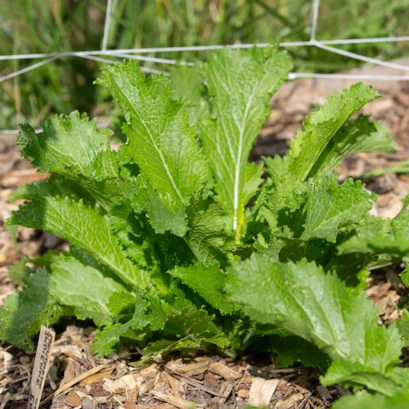 Indian mustard - Green In Snow