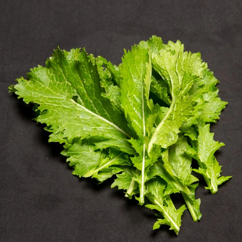 Indian mustard - Green In Snow