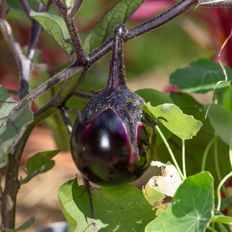 Eggplants - Kono