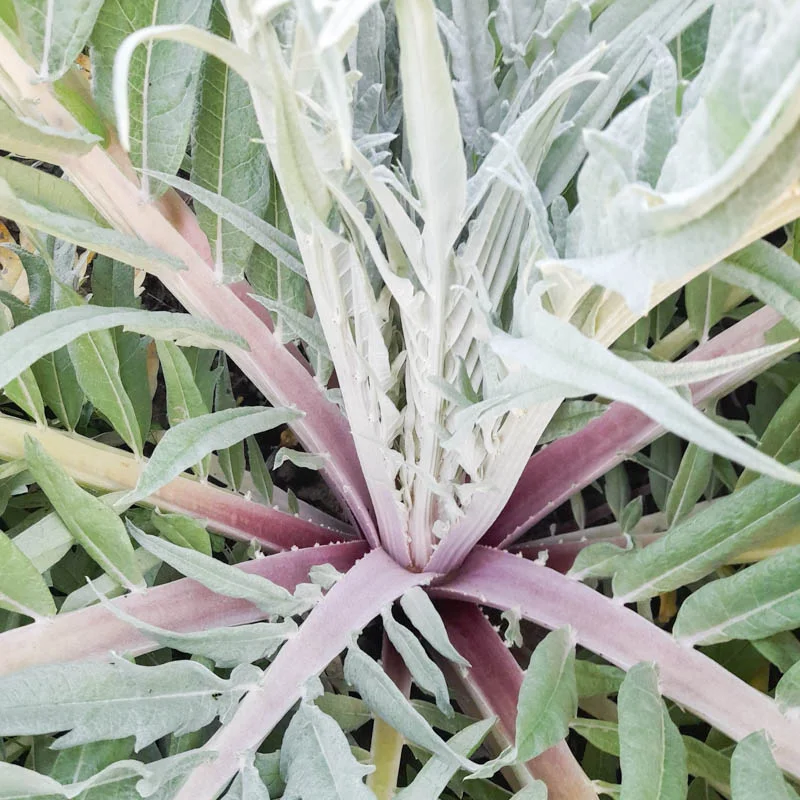 Cardoons - Rouge d'Alger