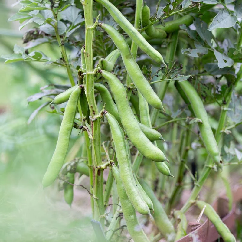 Broad bean - Witkiem