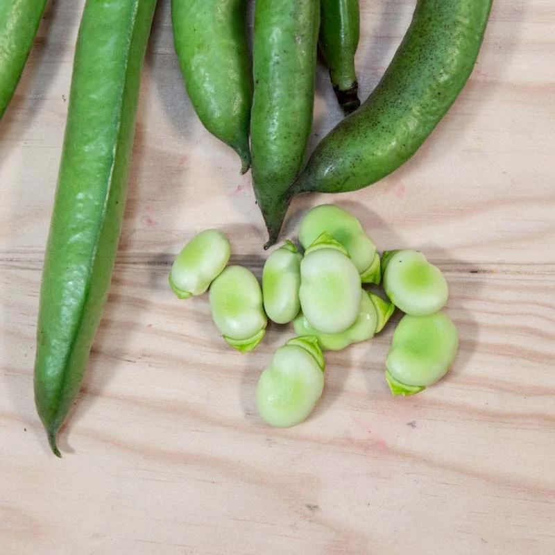 Broad bean - Witkiem