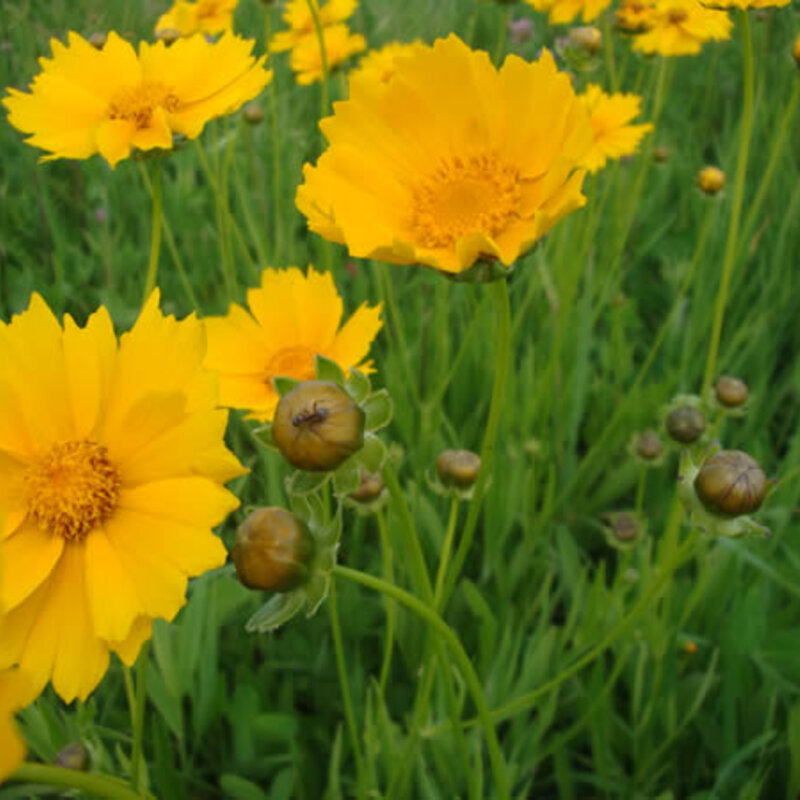 Coreopsis - Coreopsis lanceolata