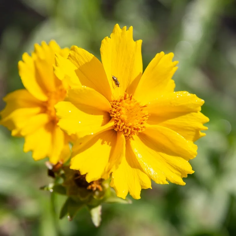 Coreopsis - Coreopsis lanceolata