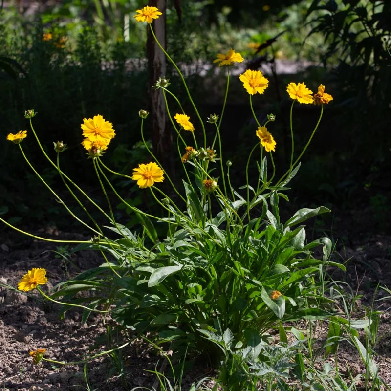 Coreopsis - Coreopsis lanceolata