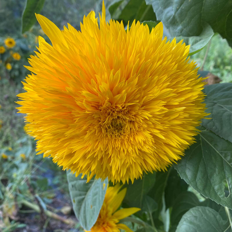 Sunflowers - Tohoku Yae