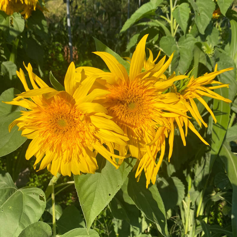 Sunflowers - Tohoku Yae