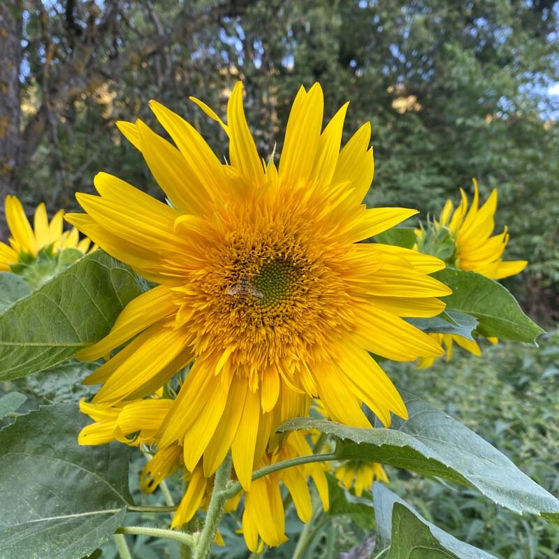 Sunflowers - Tohoku Yae