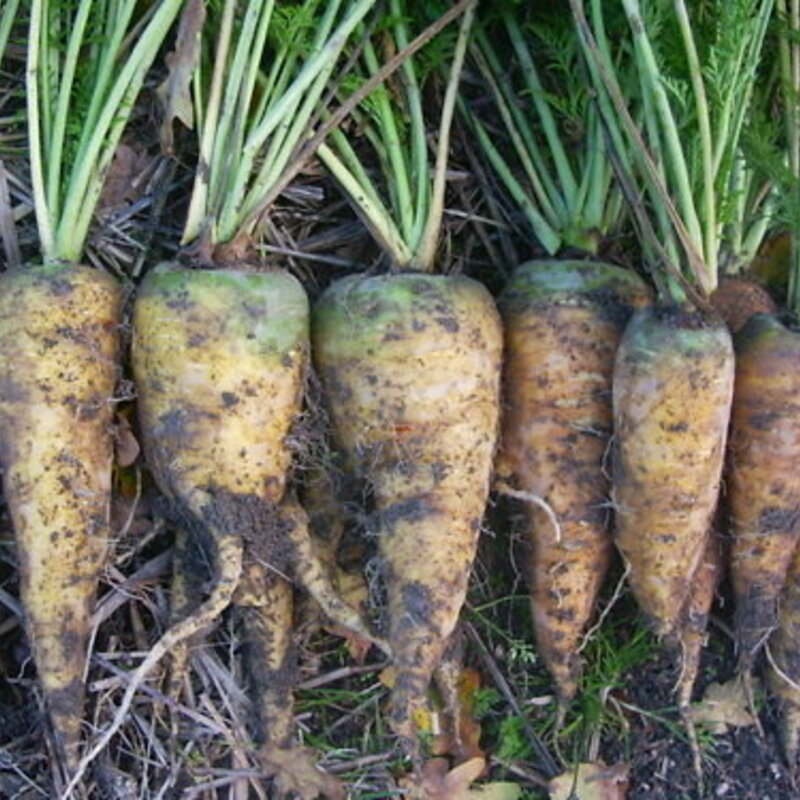 Carrots - Lubiana