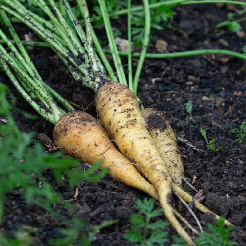 Carrots - Lubiana