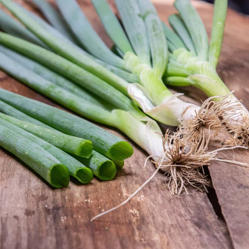 Welsh onion - White Nebuko