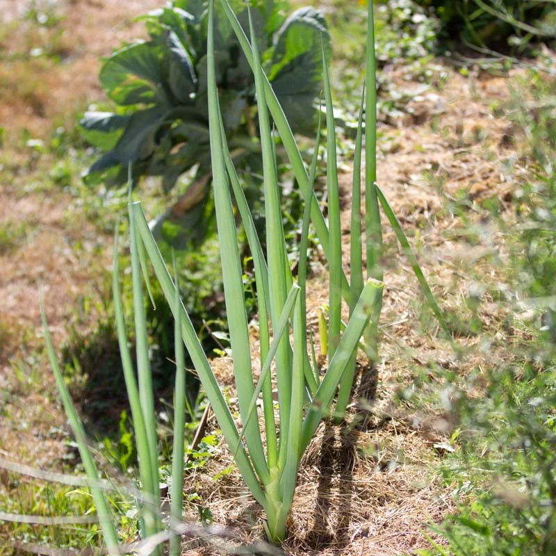 Welsh onion - White Nebuko