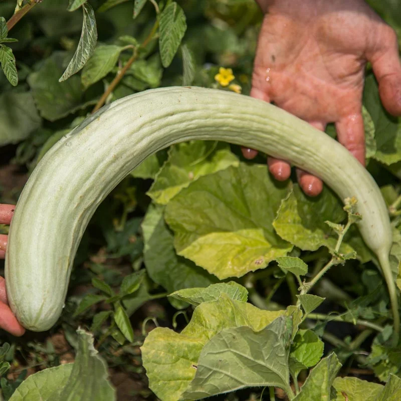 Cucumber - Snake Melon
